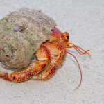 Hermit crab