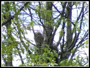 great horned owl parent