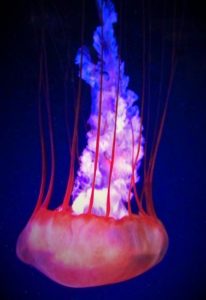 Jelly Fish, Amy, age 15