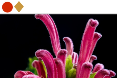 Components graphic - 450x300 Botany