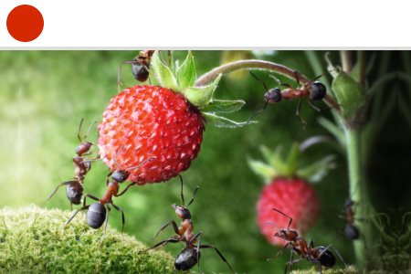 Components graphic - 450x300 Daily Discoveries