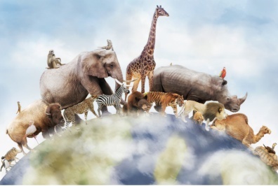 Subject graphic - 400x339 A World of Animals-1
