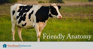 Friendly Anatomy Homeschool Science