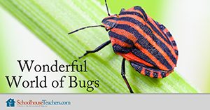 Wonderful World of Bugs Homeschool Science